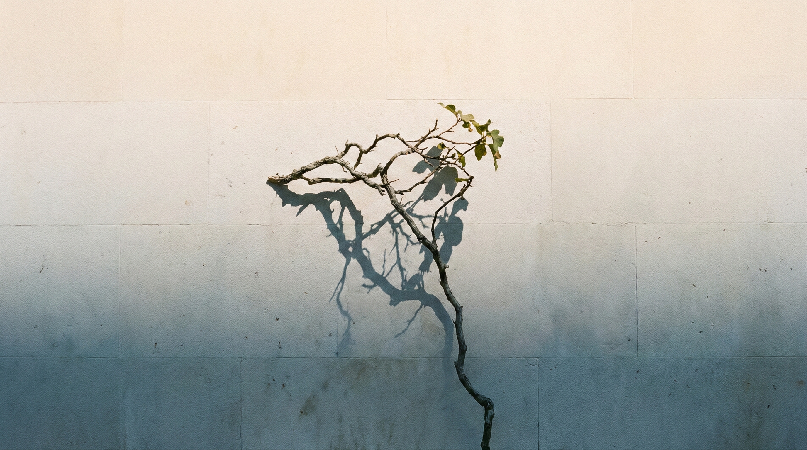 Leon Lin